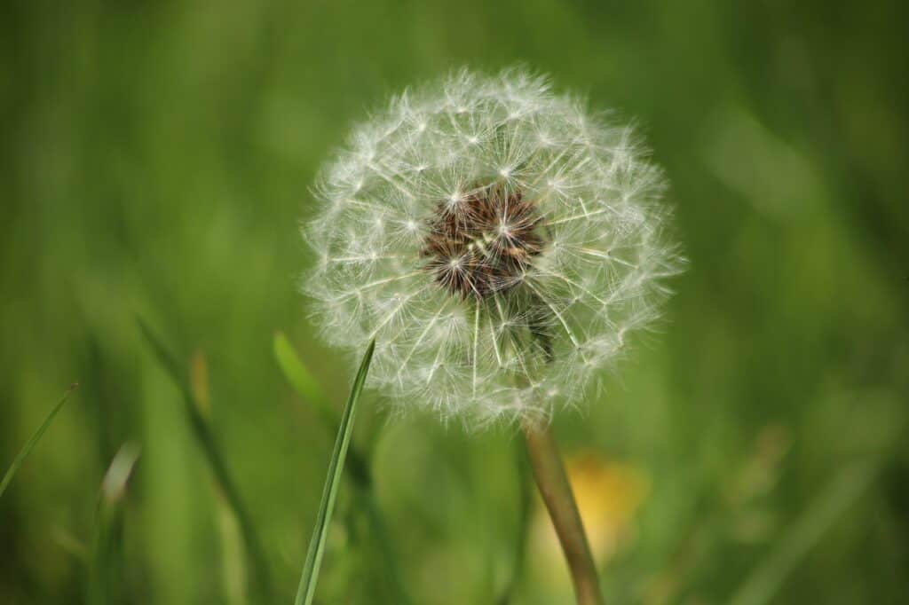 Are Dandelions Poisonous to Dogs? What Do I Do If They Eat One? Pango