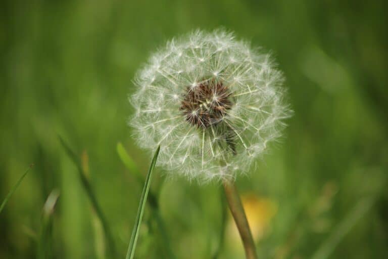 Are Dandelions Poisonous to Dogs? What Do I Do If They Eat One? Pango