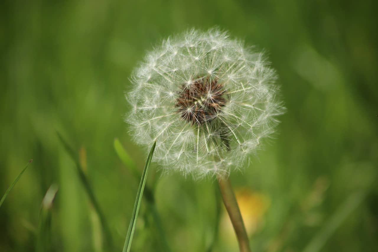 Are Dandelions Poisonous to Dogs? What Do I Do If They Eat One? Pango Pets