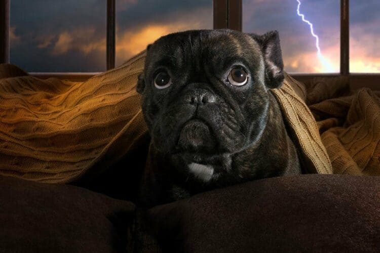 dog afraid of thunderstorm