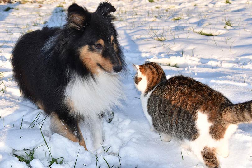 dog and cat in the snow