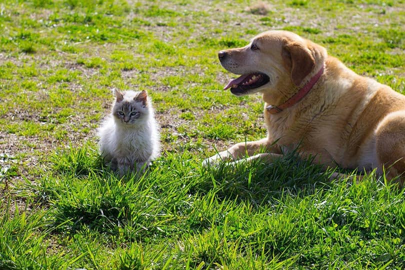 dog and cat outdoor