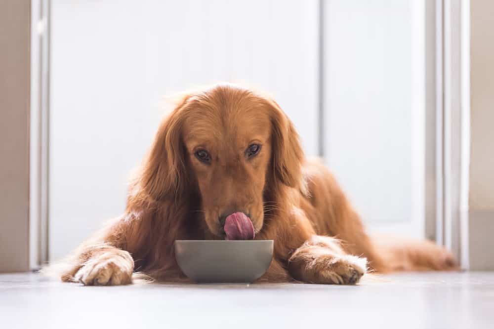 dog eating