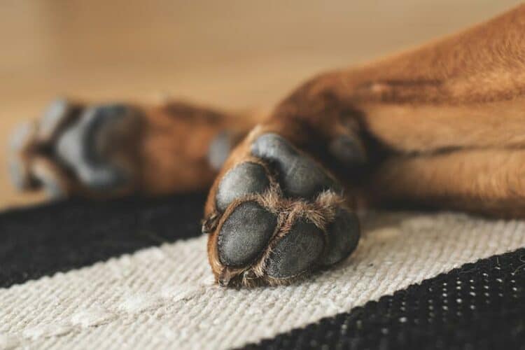 Why Are My Dog’s Paws So Rough? 4 Possible Reasons! Pango Pets