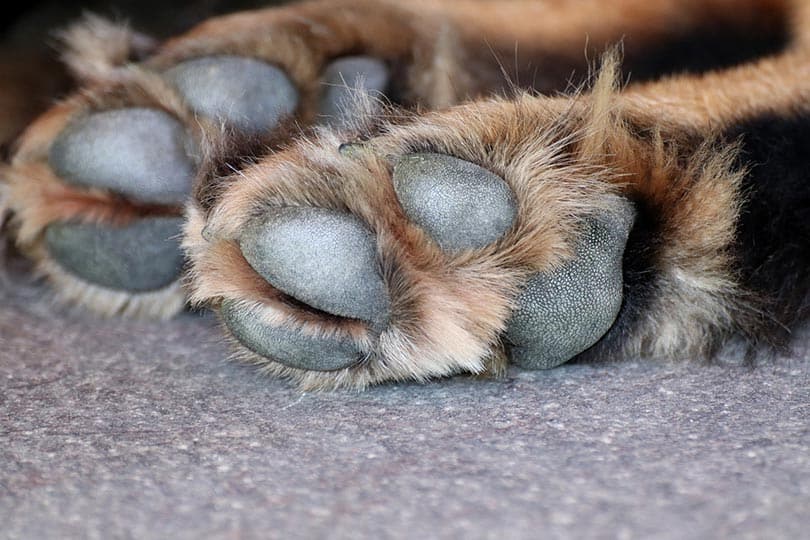 Why Are My Dog’s Paws So Rough? 4 Possible Reasons! Pango Pets