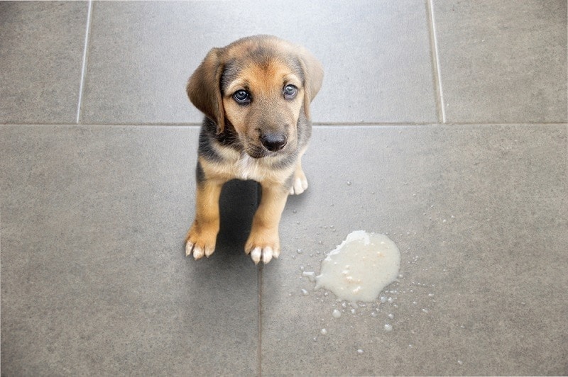 dog vomit on floor