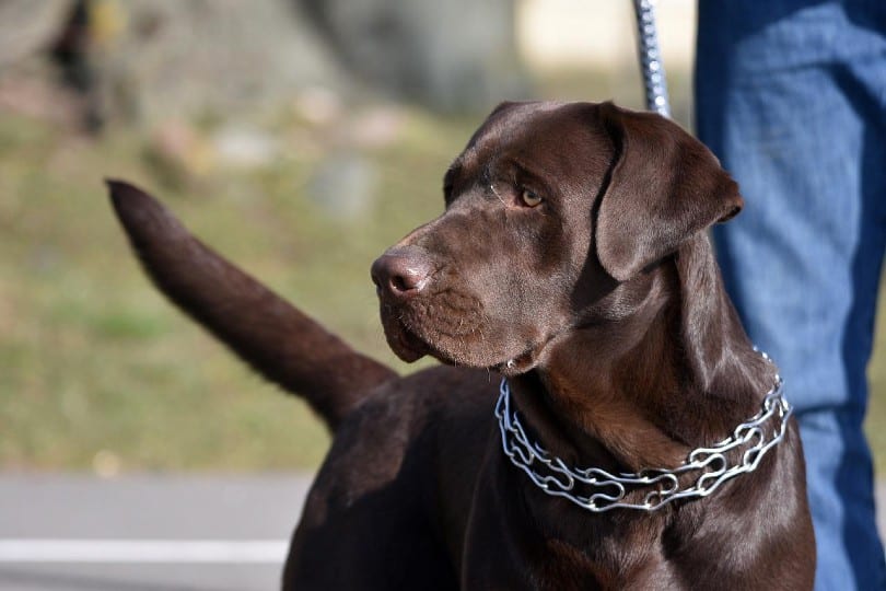 dog wearing a choke collar with leash