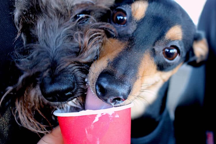 dogs having puppuccino