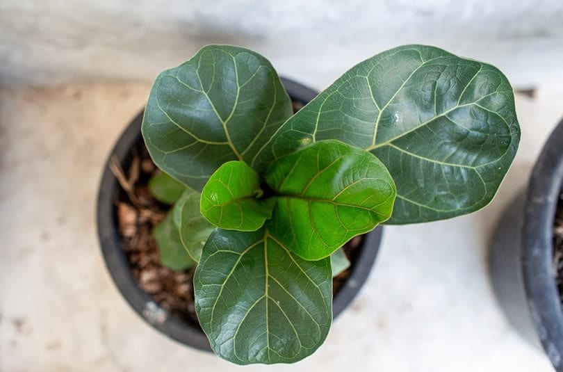 Are Fiddle Leaf Figs Toxic to Cats? What Do I Do If They Eat One