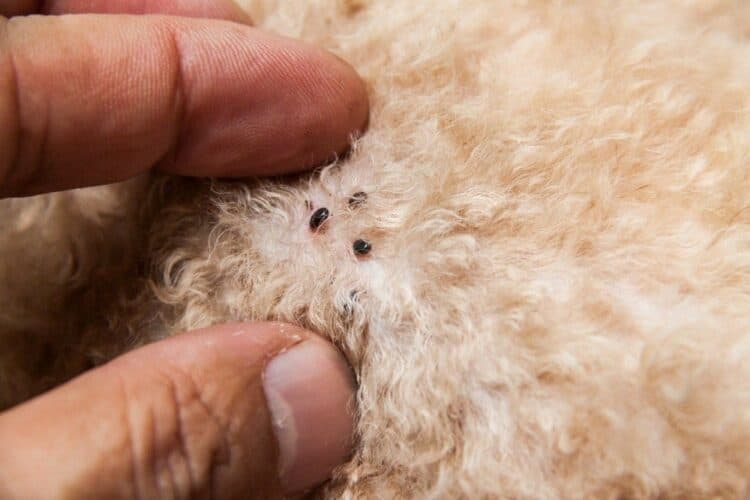 fleas on dog fur