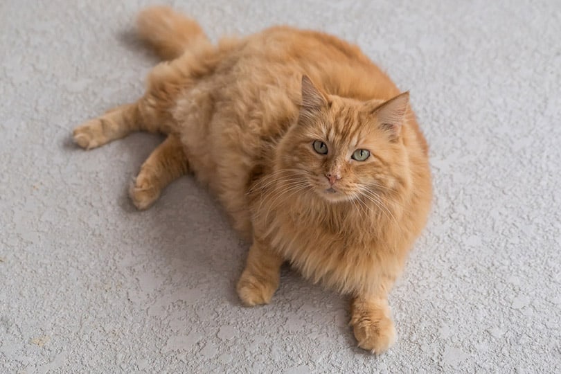 fluffy orange cat lying on carpet