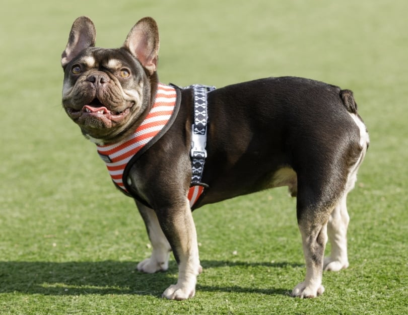 french bulldog on th grass with harness
