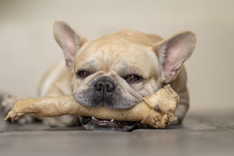 french bulldog with rawhide chews