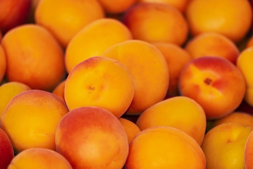Are Apricots Good for Dogs? What Do I Do if They Eat One? Pango Pets