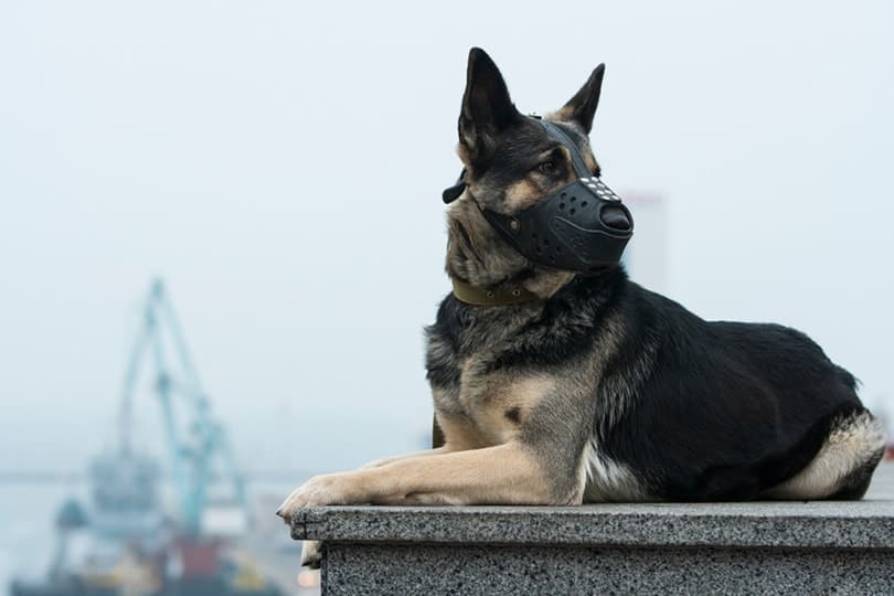 german shepherd with muzzle