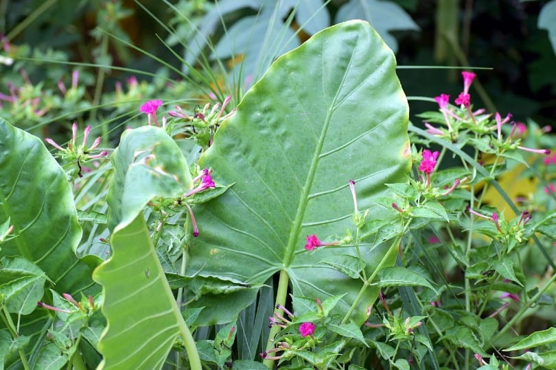 giant elephant ears