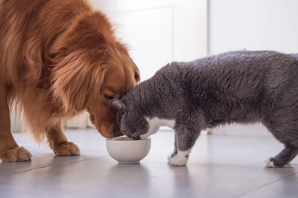 golden retriever dog sharing a bowl with a cat