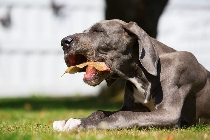 great dane eating pig ears