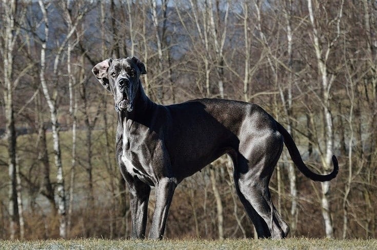 great dane outdoors