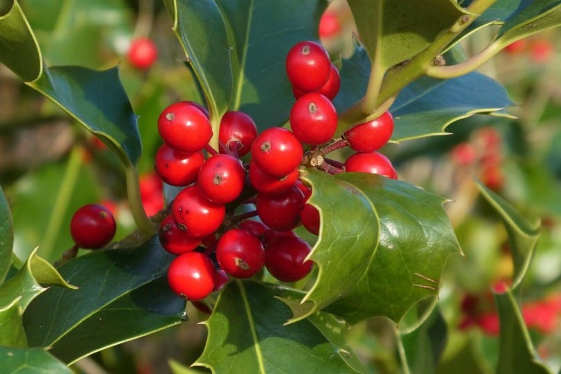 holly berries