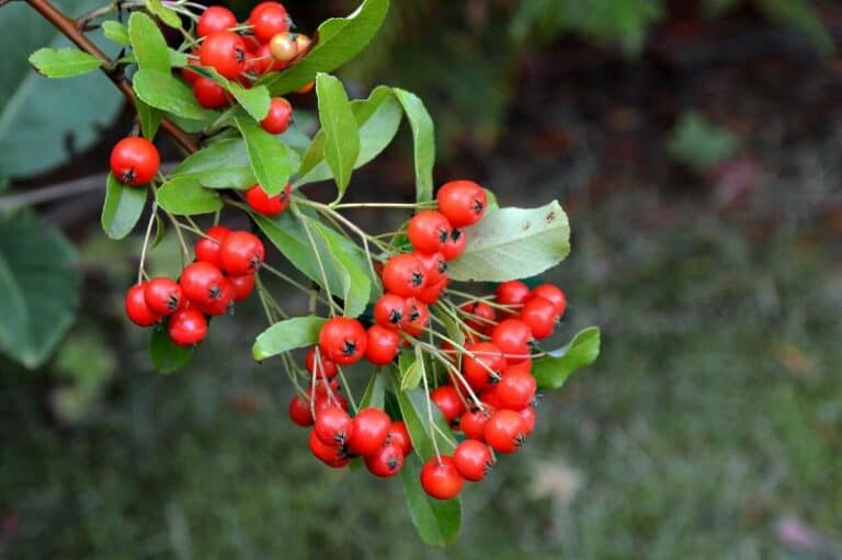 Are Holly Berries Poisonous to Dogs? What You Need to Know! | Pango Pets