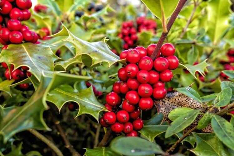 holly berry plant
