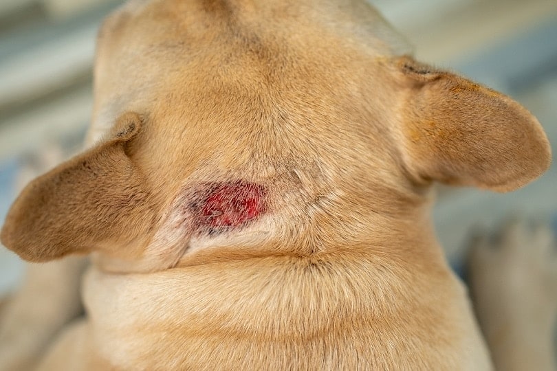 What are The Crusty Scabs & Bumps on My Dog’s Skin? (Vet Answer