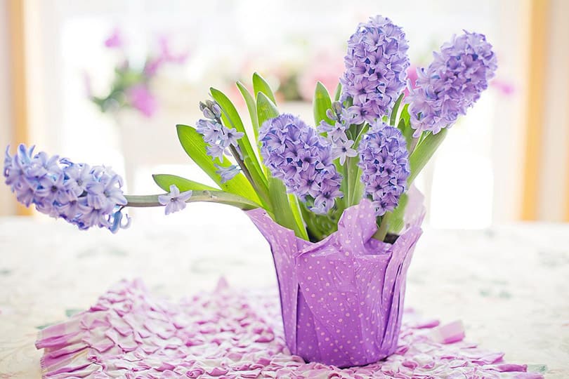 Are Hyacinths Poisonous to Cats? What Do I Do If They Eat One? Pango Pets