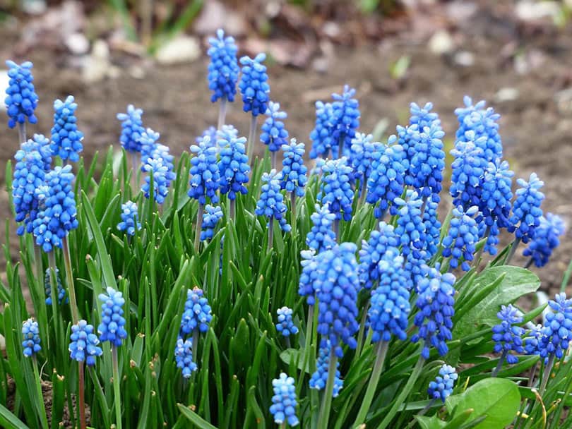 hyacinth plant outdoor