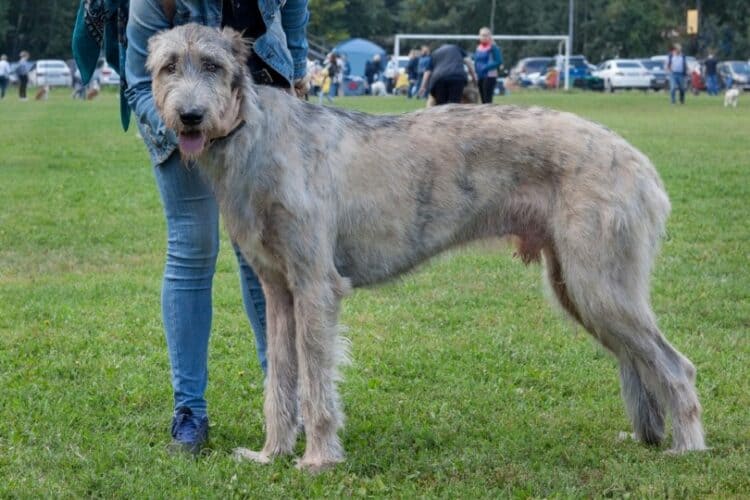 irish wolfhound is standing on a green grass