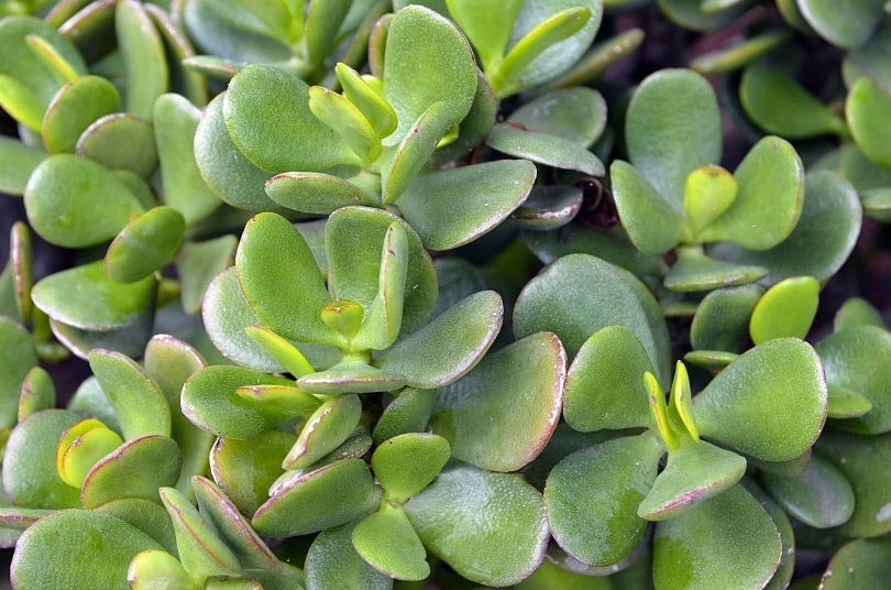 Are Jade Plants Toxic to Dogs? What To Do If They Eat One Pango Pets