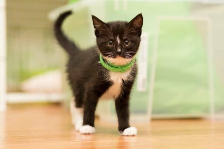 kitten wearing a flea collar