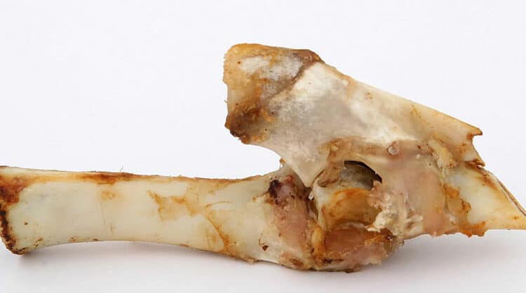lamb bone