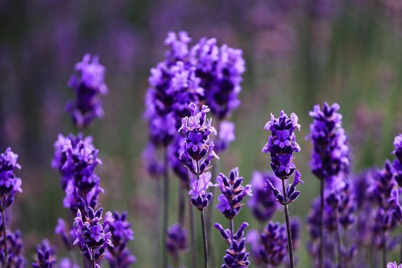 Are Cats Allergic To Lavender? What The Science Tells Us