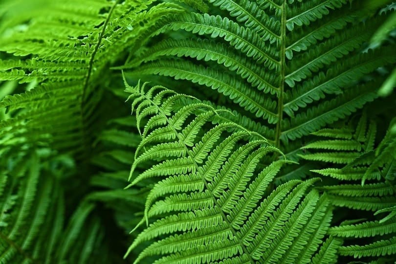 leaves of fern plant