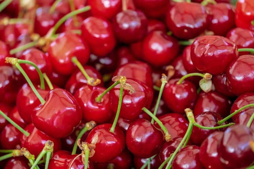 Are Cherries Good For Dogs? What Do I Do If They Eat Some? Pango Pets