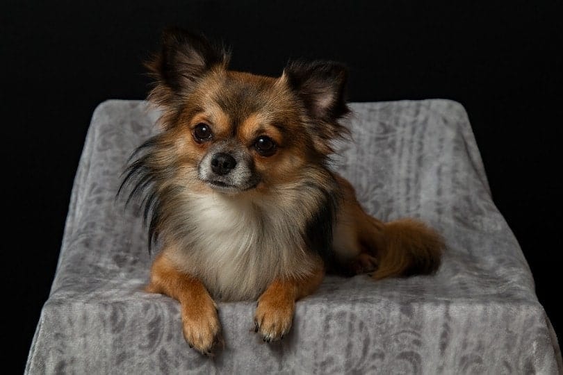 long-haired chihuahua sitting on sofa
