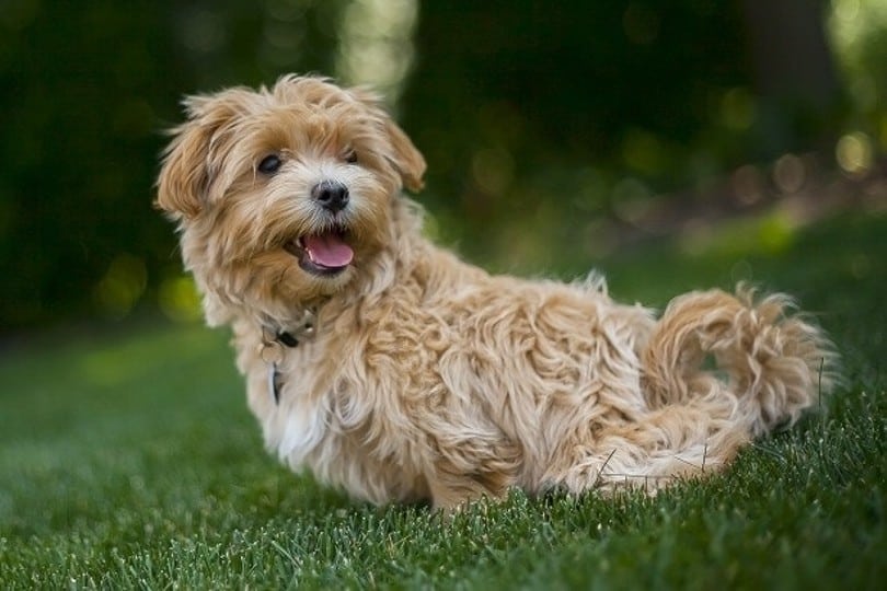 maltipoo outdoors