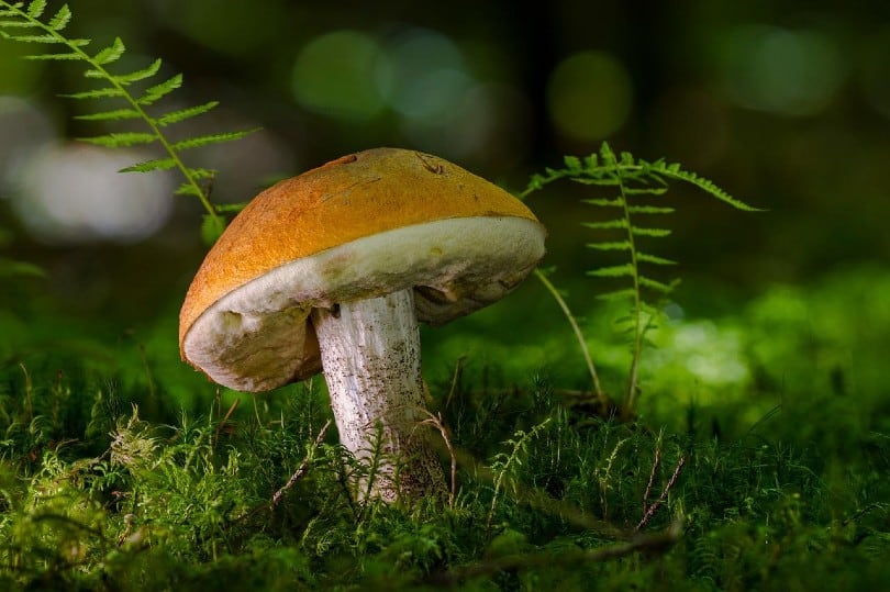 Unbelievable This Is How Dogs Detect Poisonous Mushrooms - i5ajio0
