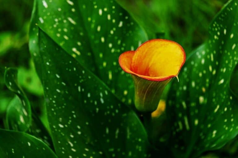 Are Calla Lily Poisonous to Dogs? What To Do If They Eat One! | Pango Pets