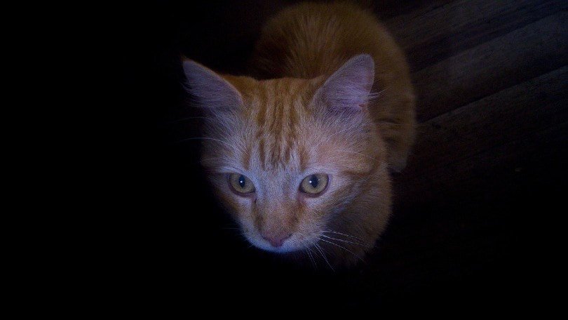 orange cat in the dark