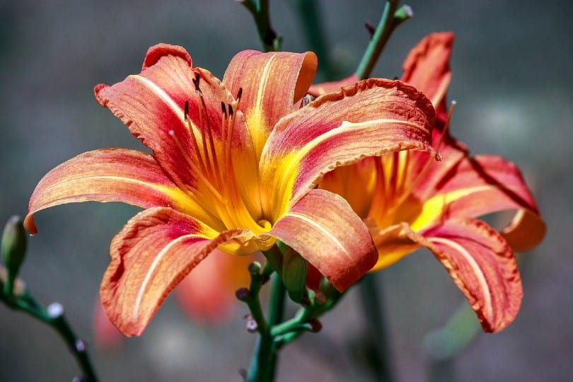 orange daylilies