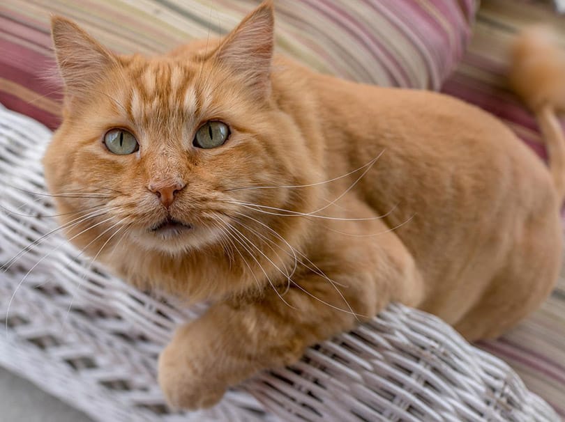 orange tabby cat on sofa