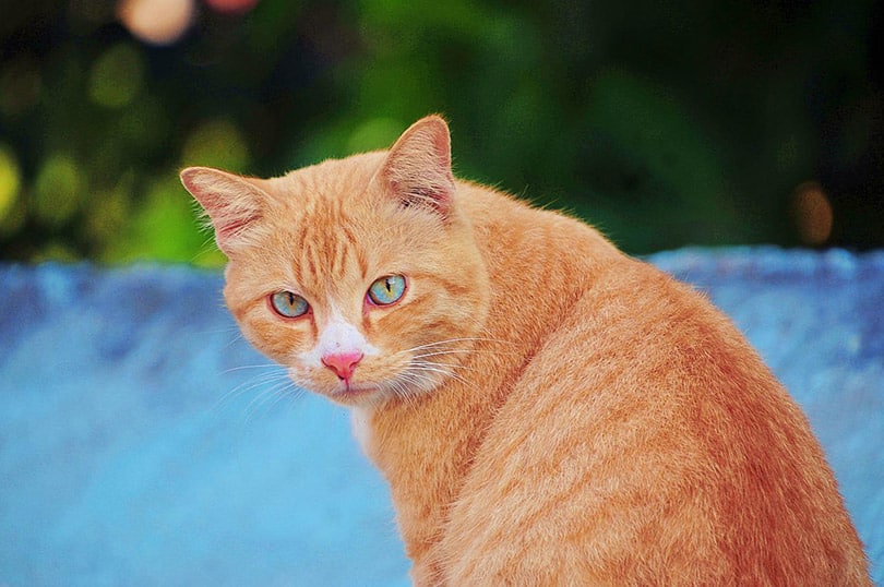orange tabby cat outdoor