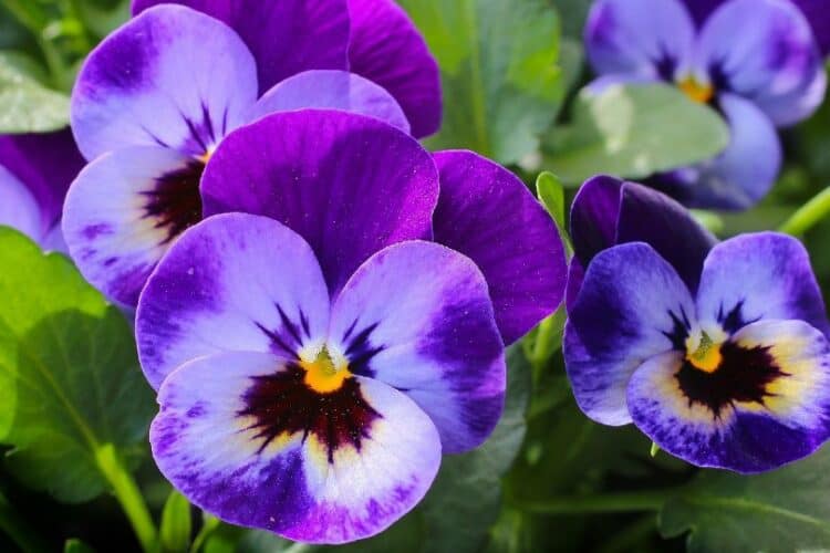 Are Pansies Poisonous to Cats? What Do I Do If My Cat Eats One? Pango