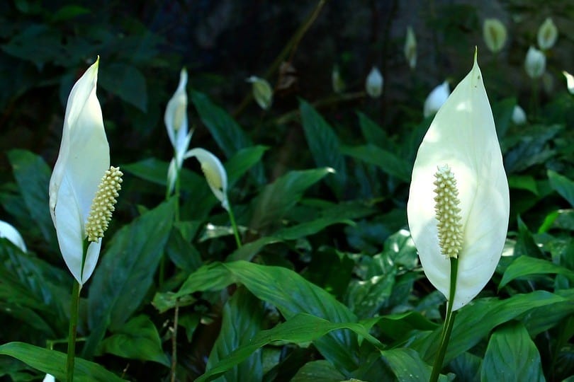 Are Peace Lilies Poisonous to Cats? What Do I Do if They Eat One? Pango Pets