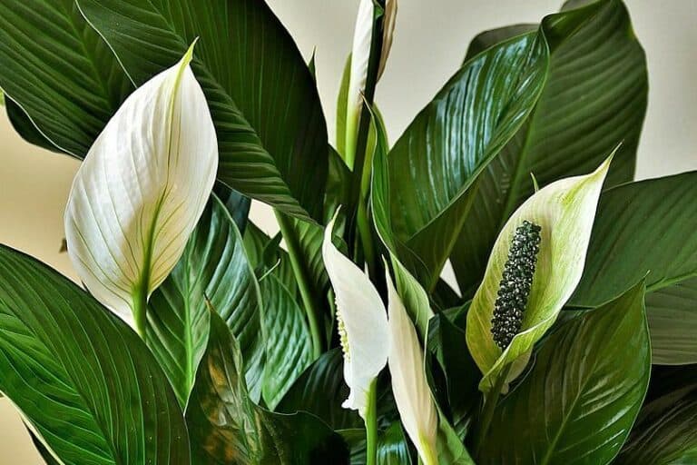 Are Peace Lilies Poisonous to Cats? What Do I Do if They Eat One