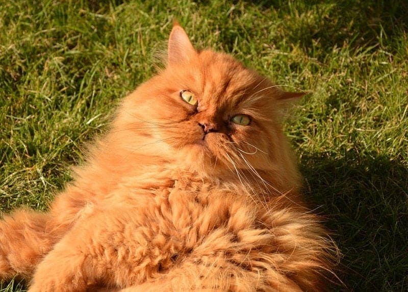 persian cat lying on grass