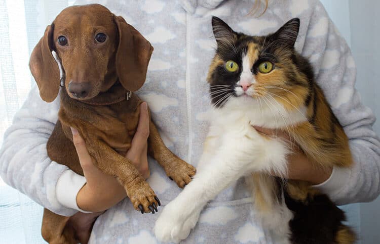 person holding cat and dog