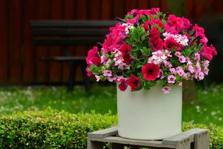 petunias in a white pot outdoor